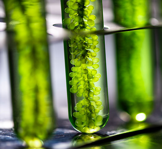 Duo Algae
